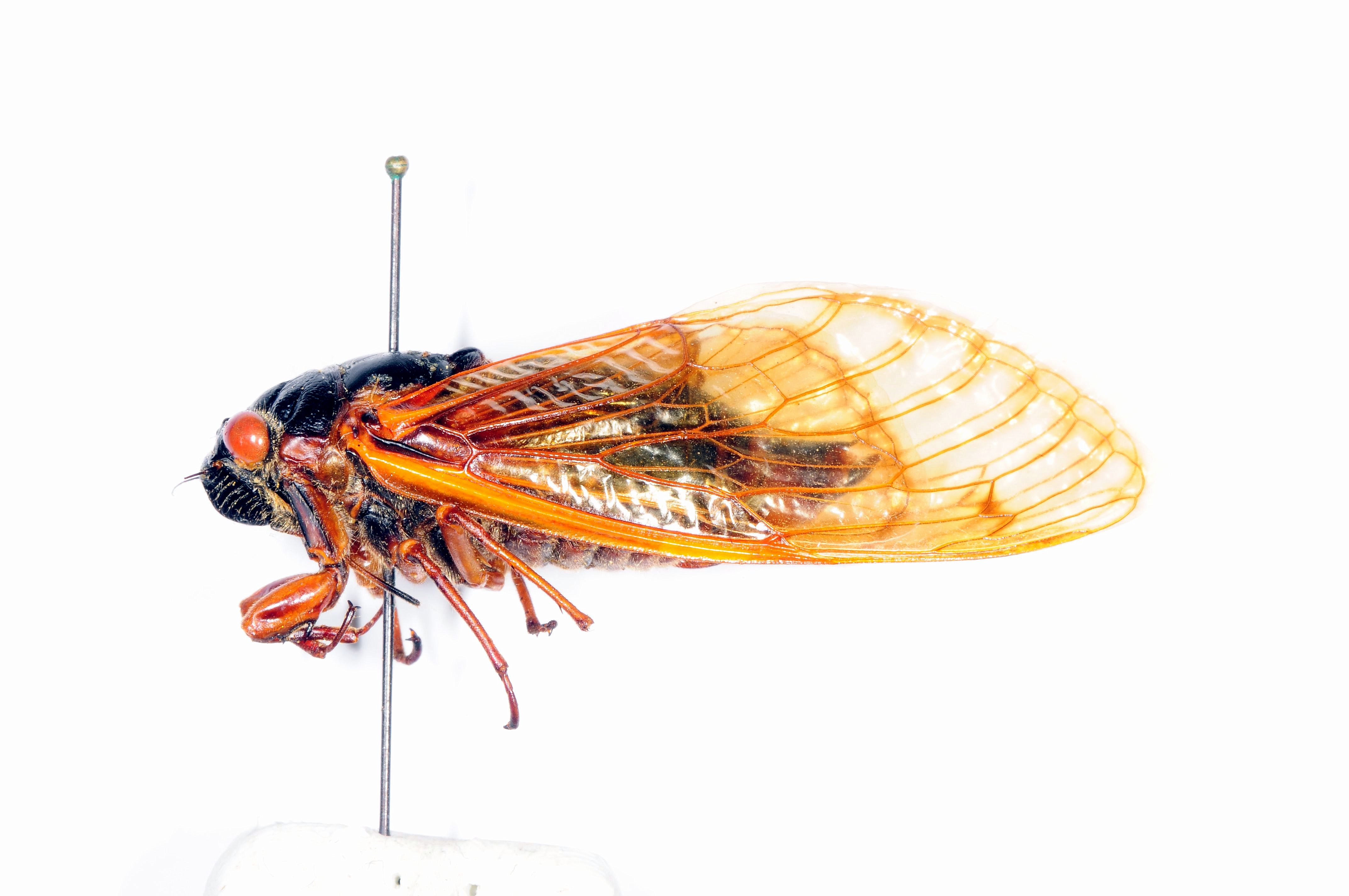 Amid historic emergence, cicada brood may be gone from northern Louisiana